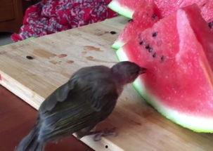 小鸟吃瓜怎么治,神奇食疗方，轻松治愈多种病症