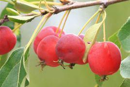 香港网红水果种植图片,绿意盎然的甜蜜田园风光