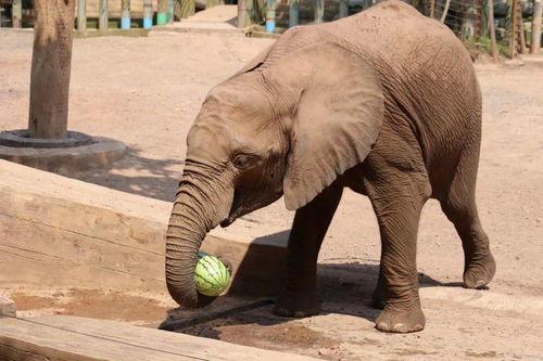 大象群众吃瓜视频,趣味横生一幕引网友热议