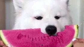 男朋友认真吃瓜,见证男友的认真吃瓜时刻