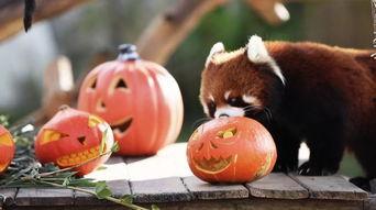 前排吃瓜围观图片,揭秘现场幕后真相