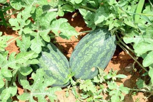 北京葡萄园吃瓜,北京葡萄园夏日吃瓜盛宴