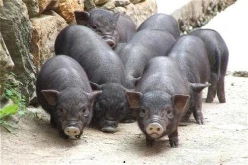 吃瓜香猪图片,揭秘吃瓜香猪的独特魅力