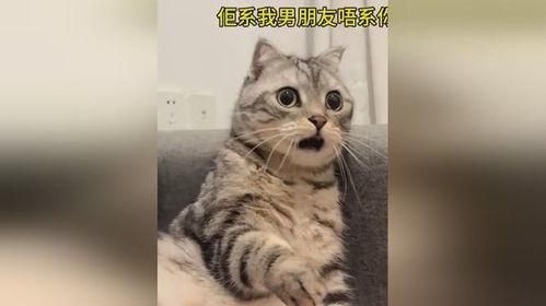 吃瓜惊呆猫咪图片大全,萌态百出惊呆网友