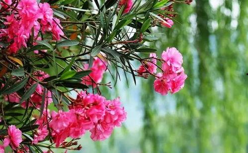 夹竹桃吃瓜直播,揭秘网红幕后生活