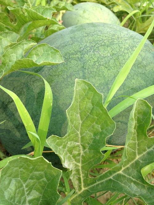 梦到自已摘瓜吃瓜,瓜熟蒂落，摘瓜食瓜的奇幻之旅