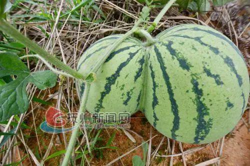 金溪吃瓜事件,一场网络狂欢背后的真相与反思