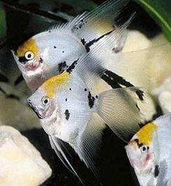 网红神仙鱼吃的,揭秘其独特饮食习惯与魅力