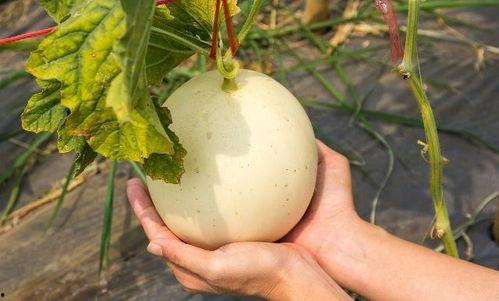 吃热瓜cc,揭秘网络热点的幕后故事