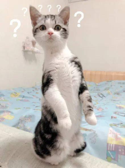 吃瓜猫动画,揭秘动画中的趣味世界