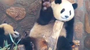 国外恶搞明星打架视频,国外恶搞打架视频大揭秘