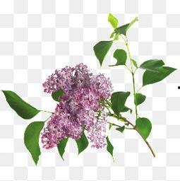 丁香在线观看免费,探索医学知识的无限可能