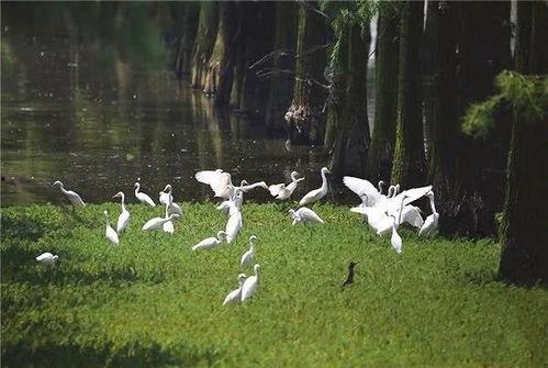 鹭网红,网络时代的魅力使者